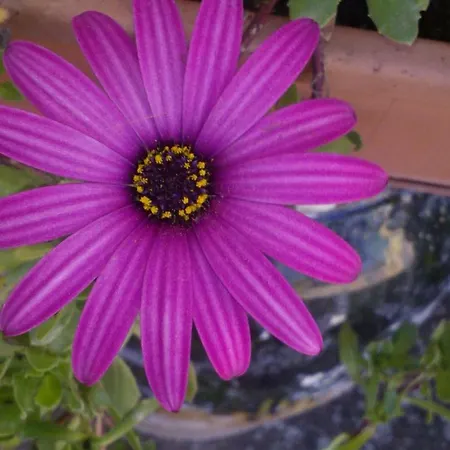 Paradiso Отель типа 