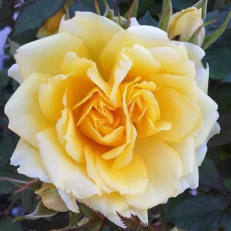 Paradiso Отель типа 